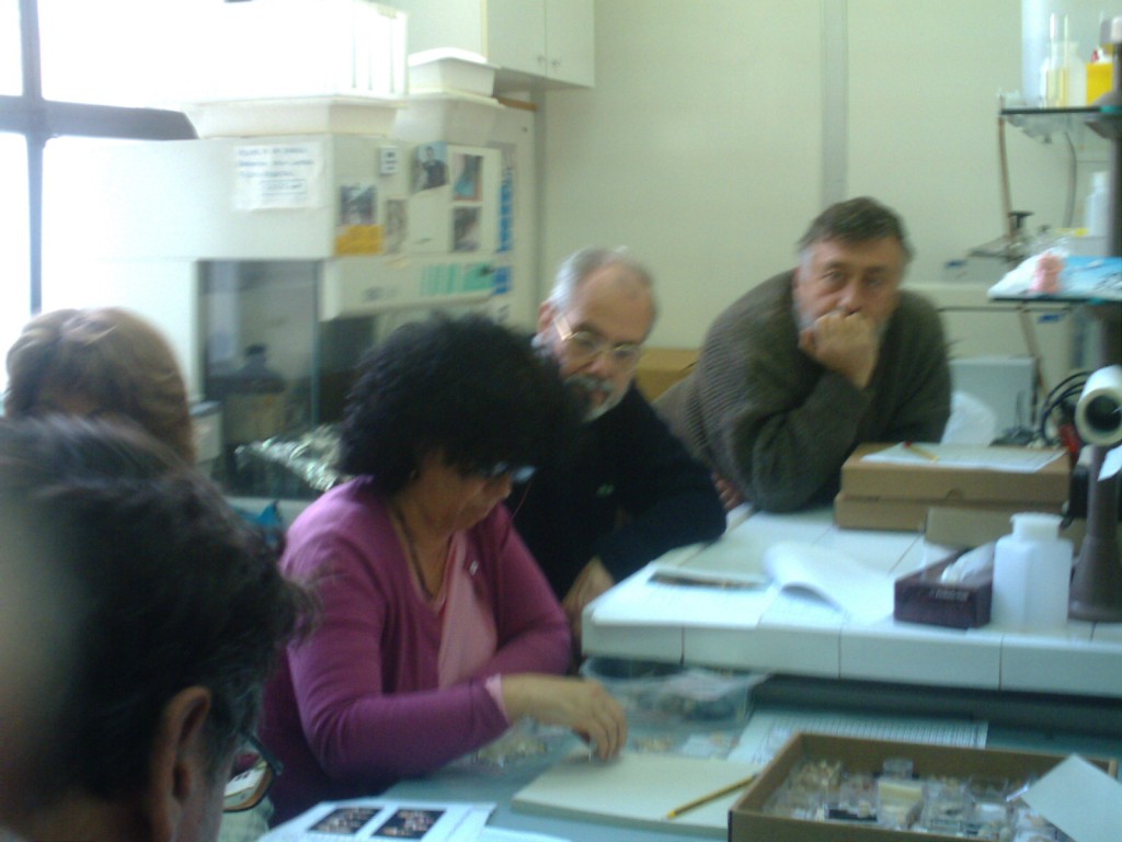 Incontro ravvicinato - Nassariidae